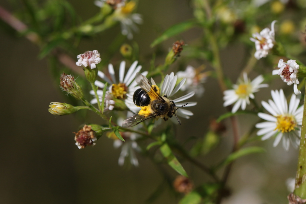 Aster Mining Bee, Photo by Spencer Hardy